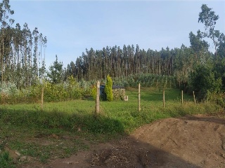 Figueiroa 4