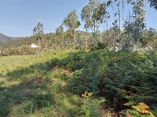 Figueiroa 6