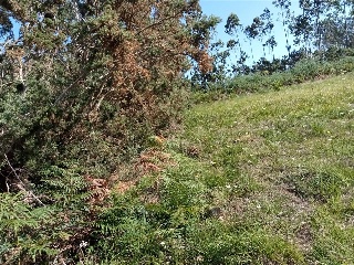 Figueiroa 7