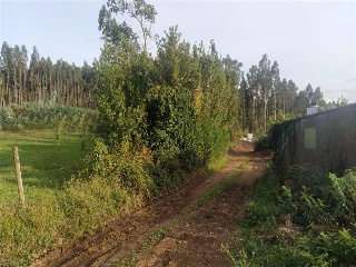 Figueiroa 8