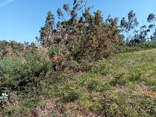 Figueiroa 9