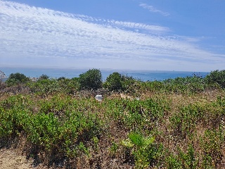 ALCAIDESA 8