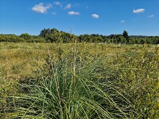 Villanueva 4