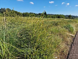Villanueva 5