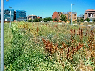 Suelo Urbano en C/ Arquitecto Javier Sanz 30