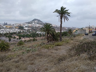 Suelo rústico en Arucas (Las Palmas) 26