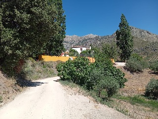 Casa cortijo con olivar 47