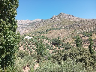 Casa cortijo con olivar 49