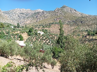 Casa cortijo con olivar 50