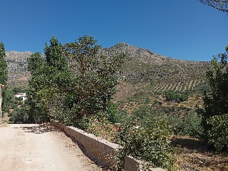 Casa cortijo con olivar 51