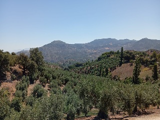 Casa cortijo con olivar 52