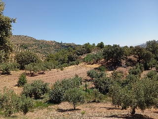 Casa cortijo con olivar 53