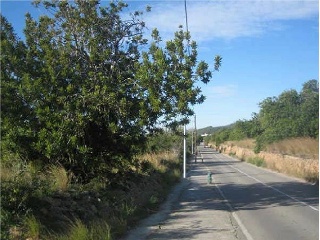 Pisos banco Roda de Bara