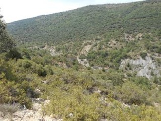 Diseminat Agullo 7