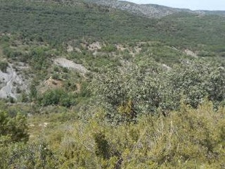 Diseminat Agullo 8