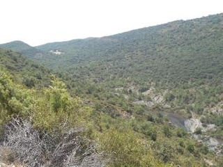 Diseminat Agullo 9