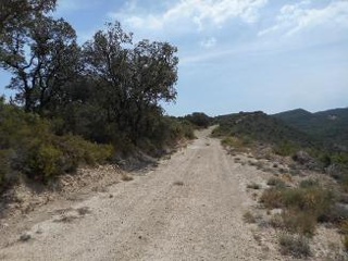 Diseminat Agullo 18