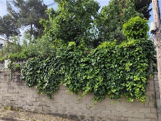 Bosc 3