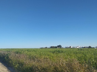Alonsario 2