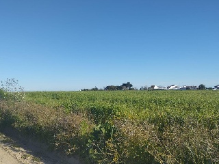 Alonsario 6