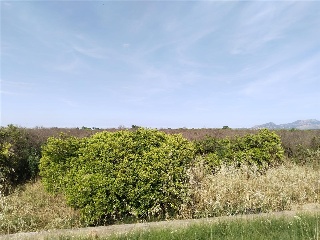 Teularet (Poligono 1 - Parcela 83). Realengo 3