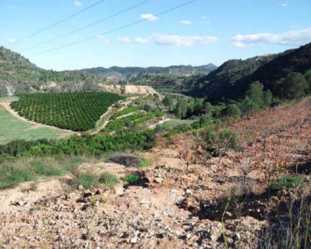 Olivares