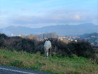 Rois. Polígono 505 Parcela 9