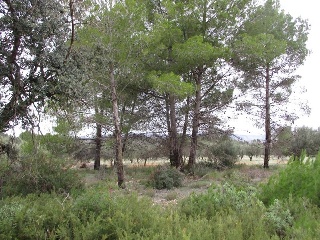 Otros en venta en Macastre