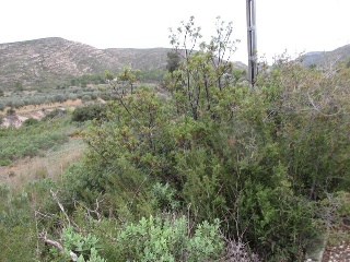 Llanorel 7