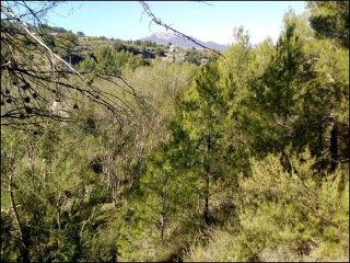 Proc. Simplificado 3