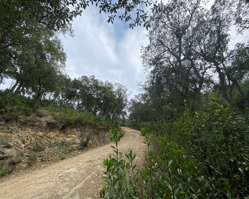 Nou Carrer