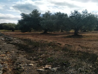 Lloba. Cervera Del Maestre 2