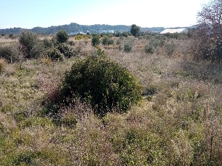 Fosaret 6