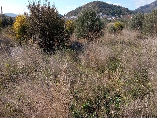 Fosaret 8