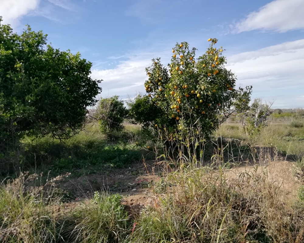 Huerto Naranjos