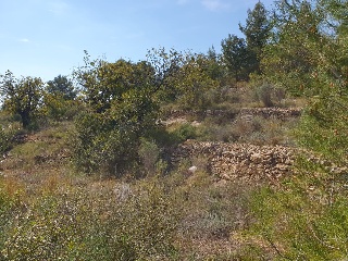 Pl Número 115 7