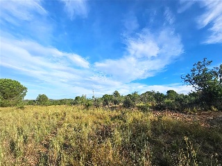 Proc. Simplificado 8