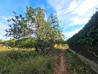 Proc. Simplificado 12