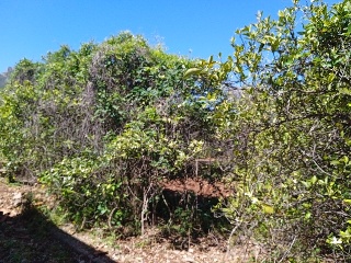 Partida Safarechot 5