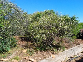 Partida Safarechot 6