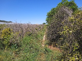 Partida Safarechot 9