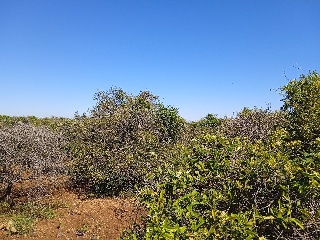 Partida Safarechot 11