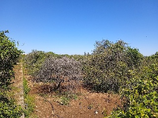 Partida Safarechot 12