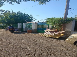 Mirlo 2