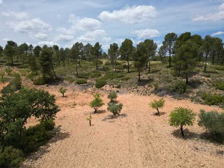 Vallejo De La Tia Casta 5
