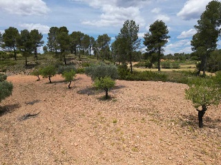 Vallejo De La Tia Casta 8