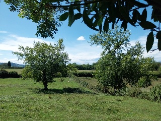 DE LES VEGUES-GRANDA 5