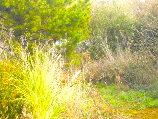 DE LA CORIA A SANTURIO 9