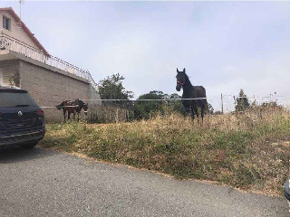 CASTRO . Polígono 26 Parcela 6