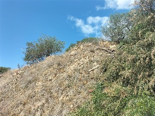 PARCELA 4-2 EN EL PAGO FUENTE DEL BADEN 11